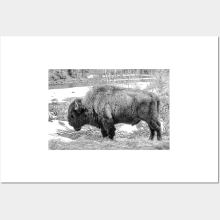 The Spirit Of The Buffalo  - Black And White Posters and Art